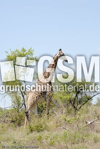 Giraffe (9 von 94).jpg